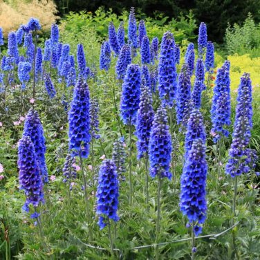 30 Seeds Beautiful Blue Flower Sage
