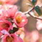 10 Seeds Rare Chinese Crabapple