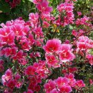 50 Seeds Farewell to Spring Flower