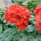 6 Seeds Red Univalve Geranium Perennial Flower