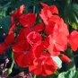 6 Seeds Red Univalve Geranium Perennial Flower