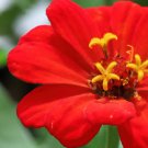 220 Seeds Beautiful Red Sun Plant Flower