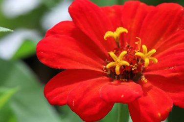 220 Seeds Beautiful Red Sun Plant Flower