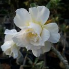 2 Seeds 'Golden Satisfaction' Adenium Desert Rose