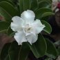 2 Seeds 'Golden Satisfaction' Adenium Desert Rose