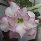 2 Seeds 'Orange Daffodils' Adenium Desert Rose