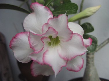 2 Seeds 'Orange Daffodils' Adenium Desert Rose