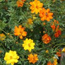 50 Seeds Cosmos sulphureus Bright Lights Mix Cosmos