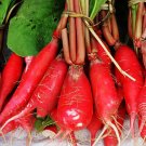 20 Seeds Red Turnip Radish Raphanus Sativus Organic