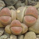 20 Seeds Lithops olivacea v neobrownii Rare Cactus Succulent Living