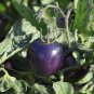 300 Seeds Purple Amaranthine Tomato