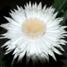 10 Seeds Acanthocereus Tetragonus Barbed Wire Cactus with White Flowers