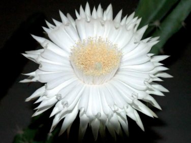 10 Seeds Acanthocereus Tetragonus Barbed Wire Cactus with White Flowers