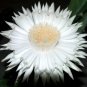 10 Seeds Acanthocereus Tetragonus Barbed Wire Cactus with White Flowers