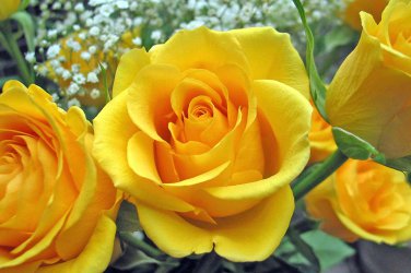 50 Seeds 'Euro Tri' Yellow Rose Shrub Flower