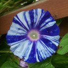 10 Seeds Imported Dark Blue Light Blue Stripe Morning Glory