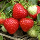 15000 Seeds Red Strawberry F1