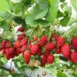 15000 Seeds Red Strawberry F1