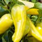 380 Seeds Middle Long Yellow Hot Pepper Chili Vegetable