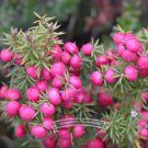 40 Seeds Heirloom Pink Mountain Berry Sweet Lemon Flavoured Berry