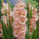 50 Seeds New Variety Pink White Gladious Sword Lily Perennial Seeds