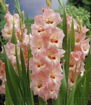 50 Seeds New Variety Pink White Gladious Sword Lily Perennial Seeds