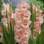 50 Seeds New Variety Pink White Gladious Sword Lily Perennial Seeds