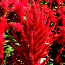 30 Seeds Hot Fire Red Cockscomb Annual Flower Seeds