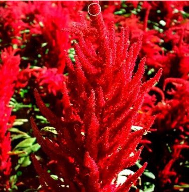 30 Seeds Hot Fire Red Cockscomb Annual Flower Seeds
