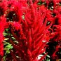 30 Seeds Hot Fire Red Cockscomb Annual Flower Seeds