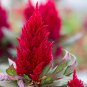 30 Seeds Hot Fire Red Cockscomb Annual Flower Seeds