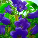 30 Seeds Canterbury Bells Perennial Flower Seeds
