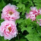 5 Seeds New Heirloom Water Pink Red StripeTree Peony Flower 'Hua Xin' Seeds