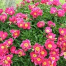 5 Seeds Red Single Peony Bush Flower Seeds