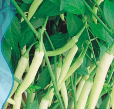 20 Seeds White Hot Chili Pepper Seed Non-gmo Organic Heirloom Vegetables