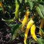 20 Seeds White Hot Chili Pepper Seed Non-gmo Organic Heirloom Vegetables