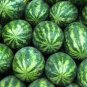 10 Seeds Snow Pear Water Melon Seeds White Inside Green Skin Black Stripe