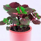 30 Seeds Rare Coleus Blumei Rainbow Series Garden Seeds