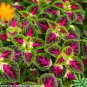 30 Seeds Rare Coleus Blumei Rainbow Series Garden Seeds