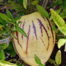 20 Seeds Rare Seeds Melon Pepion (Solanium Muricata) Organic Heirloom