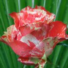 400 Seeds ORANGE INTUITION ROSE, ROSE BUSH STRIPED