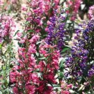 50 Seeds Mixed Beardtongues Penstemon Perennial Flowering Plant Seeds