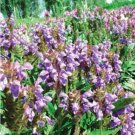 20 Seeds Prunella Herb Perennial Plant Seeds