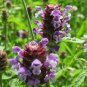 20 Seeds Prunella Herb Perennial Plant Seeds