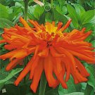 50 Seeds Orange Zinnia Elegans Youth-and-old-age Annual Flowering Plant Seeds
