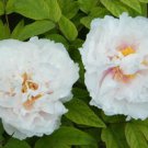 5 Seeds 'White Lovers' Light Fragrant Peony Flower Plant Seeds