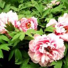 5 Seeds Rare 'Five Pink' Fragrant Peony Plant Flower Seeds