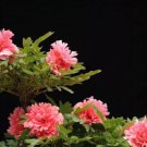 5 Seeds Heirloom Multi-petalled Pink Peony Tree 'Wu Zhi' Flower Seeds