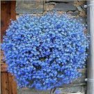 50 Seeds Blue Flax ORGANIC NEWLY HARVESTED BEAUTIFUL BLUE FLOWERS