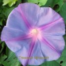 50 Seeds Purple Morning Glory Seeds Ipomoea Nil Very Easy to Grow